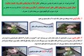 سالم سازی سبزیجات